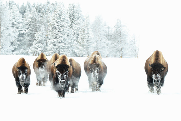 Buffalo's Offensive Lineup