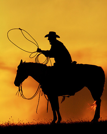 Horses And Life
