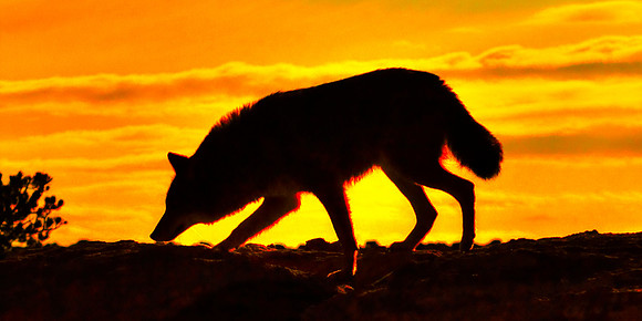 Coyote Lesson - Situational Awareness
