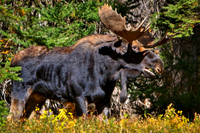 Moving With Confident Moose Wisdom
