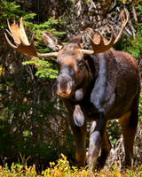 Moving With Confident Moose Wisdom II