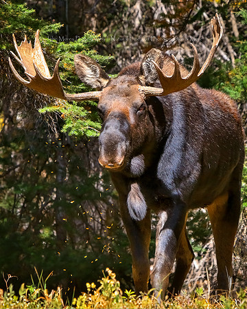 Moving With Confident Moose Wisdom II