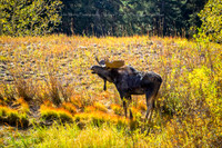 Call Of The Moose