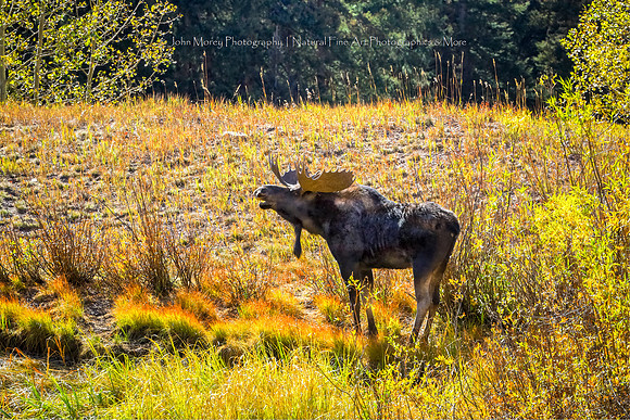 Call Of The Moose