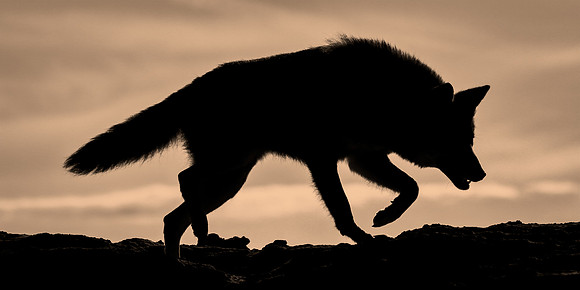 Coyote Lesson - Caution & Patience