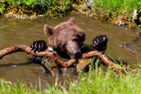 Bear Bathing