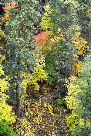 Workman Creek Canyon In Autumn