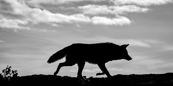 Coyote Lesson - Learning Lessons