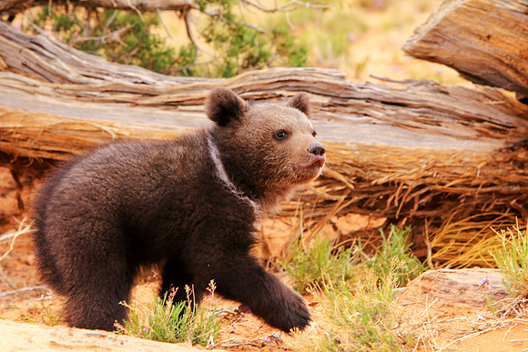 Unbearably Adorable
