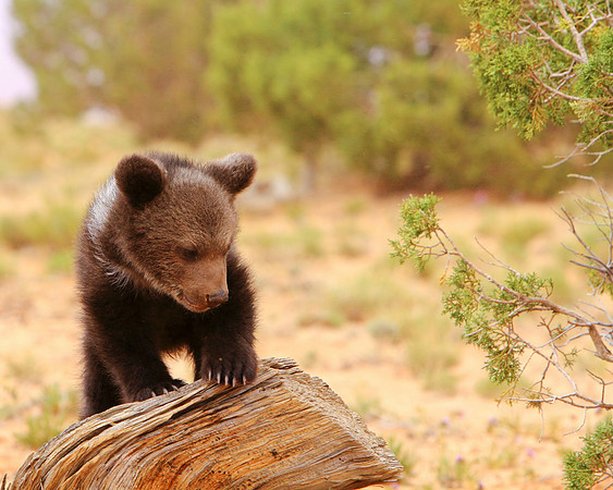 Within A Bear Landscape