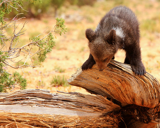 Within A Bear Landscape III