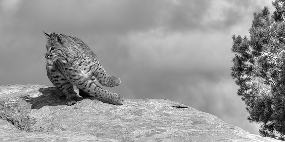 Náshdóíłbái The Hunter