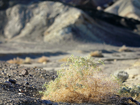 Spinich In Death Valley