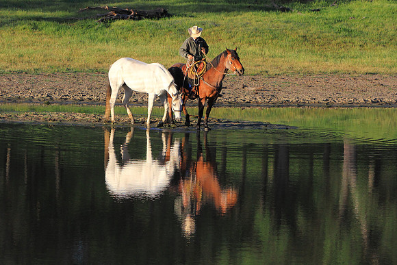 My Horse Feeds My Soul