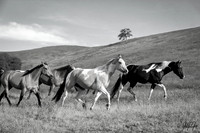 Western Poetry In Motion