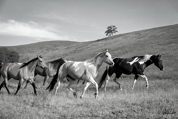 Western Poetry In Motion