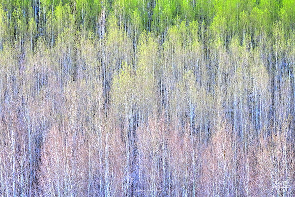 Quaking Awakening