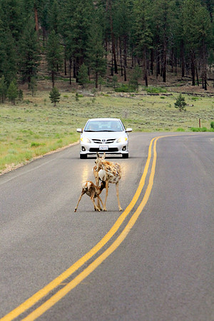 Pronghorn In The Headlights