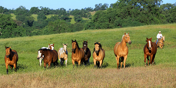 Show Me Your Horses