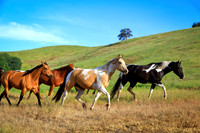 A Horse Is Poetry In Motion