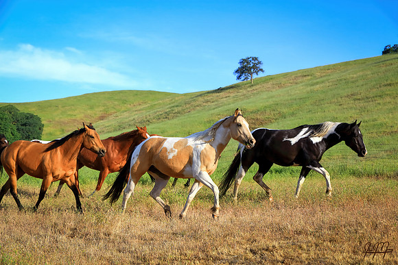 A Horse Is Poetry In Motion
