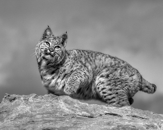 Náshdóíłbái's Silence, Solitude and Secrets