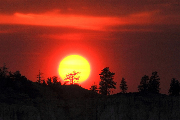 Golden Tree Of Sunset