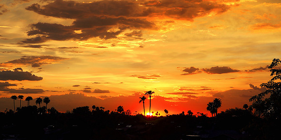 Palm Tree Sunset