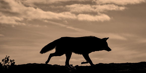Coyote Lesson - Learning Lessons