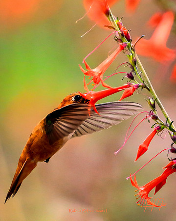 Rufous Refreshments I