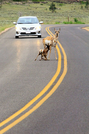 Pronghorn In The Headlights