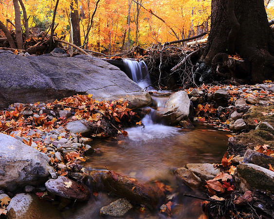 The Flow Of Ramsey's Autumn Gold