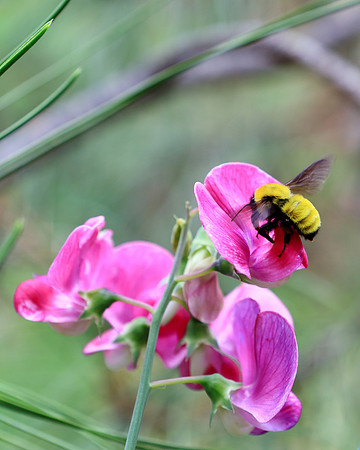 Love At The Edge Of A Petal