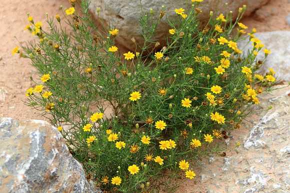 Joy Blooms