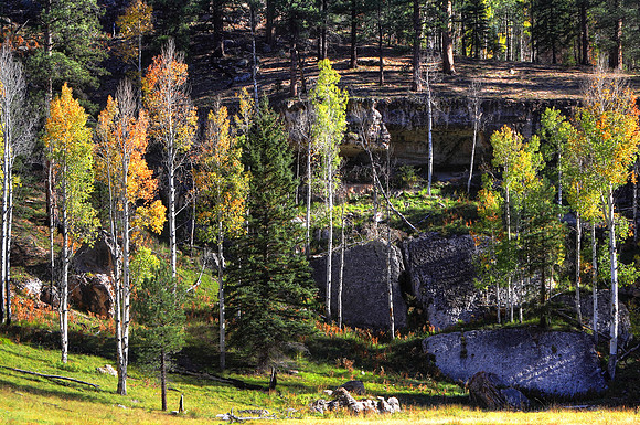 Aspens At The Widforss Trailhead