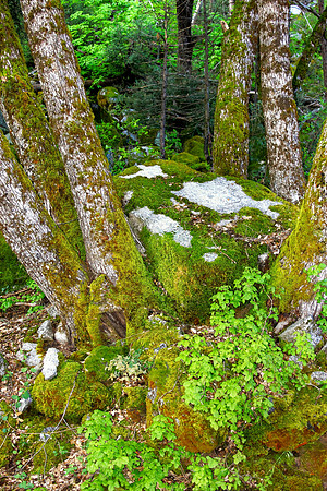 Of Moss And Trees