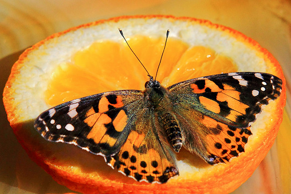 Painted Lady of Orange