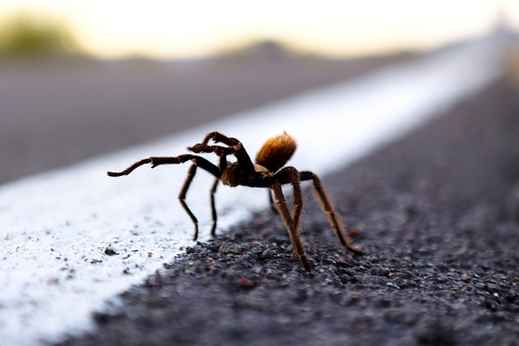 Crossing The Line