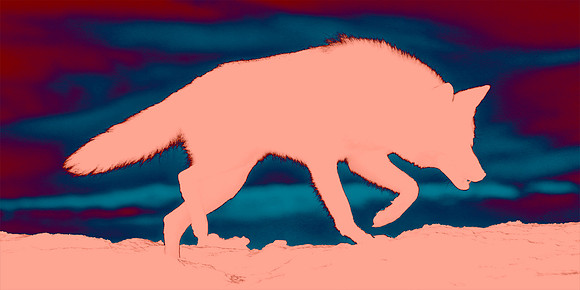 Coyote Lesson - Caution & Patience