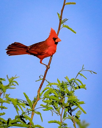 Cardinal Innovation And Determination