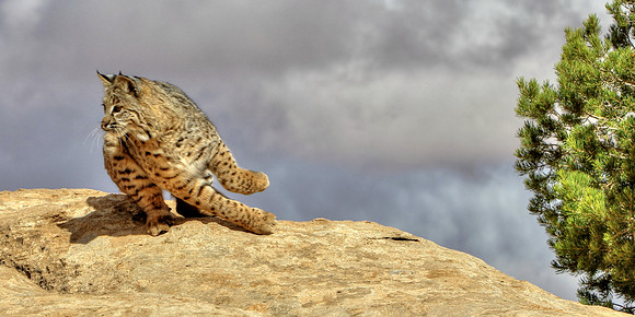 Náshdóíłbái The Hunter