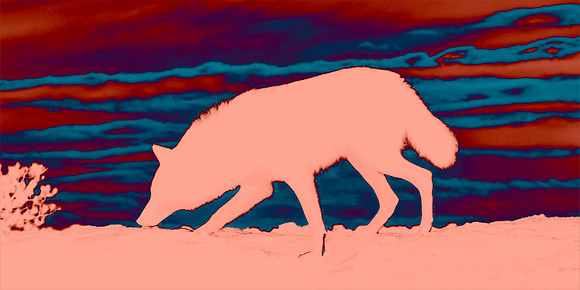 Coyote Lesson - Situational Awareness