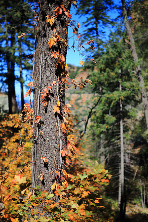 Autumn Creeper