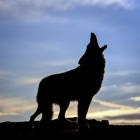 Wailing To The Yellow Dawn