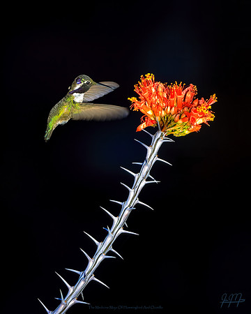 The Medicine Mojo Of Hummingbird And Ocotillo