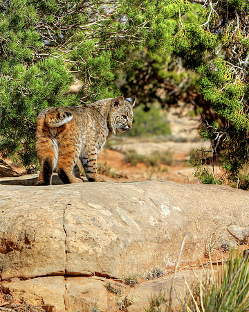 Náshdóíłbái The Bobcat
