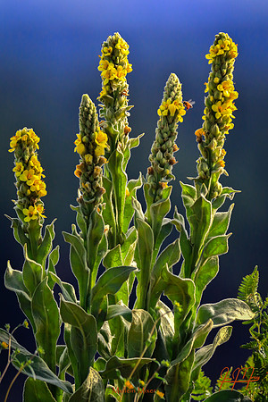 Mullein Mixer