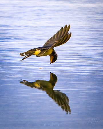 Swallow Skimming