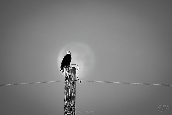 The Chaparral Eagle Moon