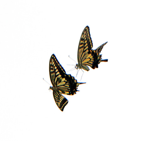Arabesque
